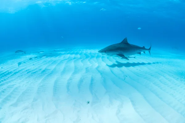 バハマでイタチザメ — ストック写真