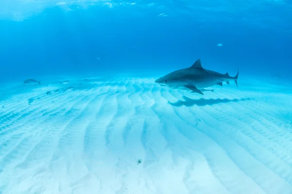 Tiger haj på Bahamas — Stockfoto