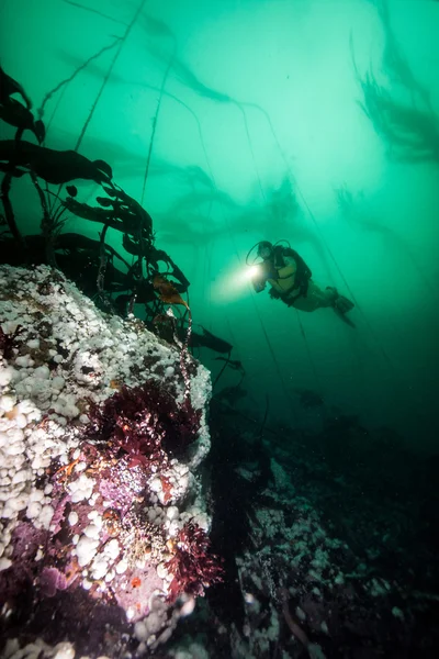 Plongée sous-marine en Colombie-Britannique, Canada — Photo