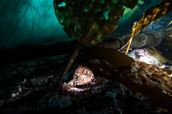 브리티시 컬럼비아, 캐나다에서에서 스쿠버 다이빙 — 스톡 사진