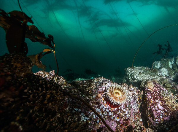 Дайвинг в Британской Колумбии, Канада
