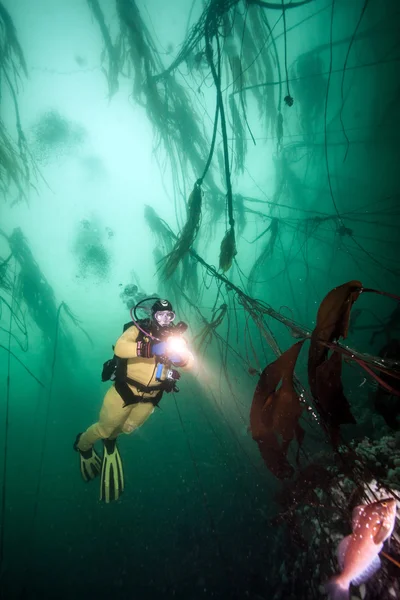 Potápění v Britské Kolumbii, Kanada — Stock fotografie