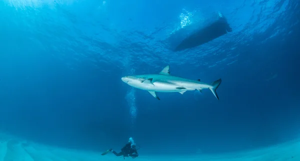 Žralok Perezův — Stock fotografie