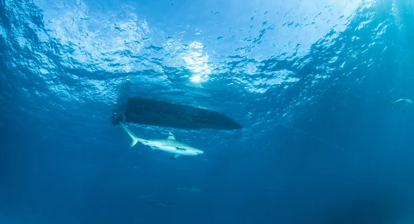 Requin de récif des Caraïbes — Photo