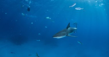 Karayip resif köpekbalığı