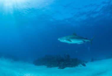 Kaplan köpekbalığı, Bahama Adaları