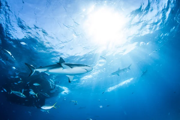 Requin de récif des Caraïbes — Photo