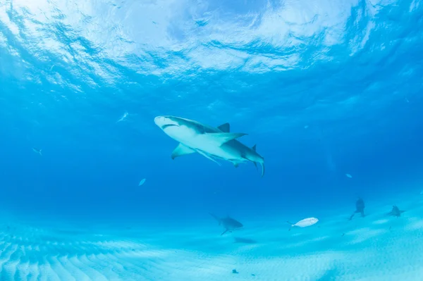 Tubarão-limão nas Bahamas — Fotografia de Stock