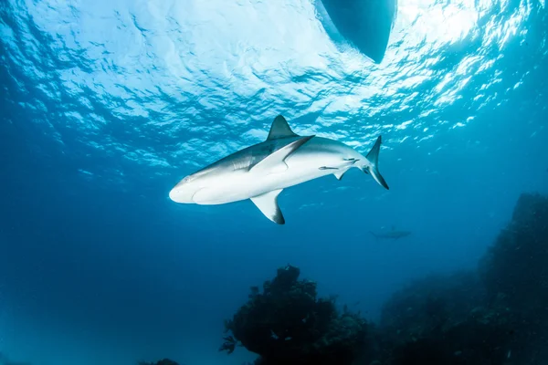 Καραϊβικής reef καρχαρίας — Φωτογραφία Αρχείου