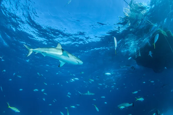 加勒比礁鲨 — 图库照片