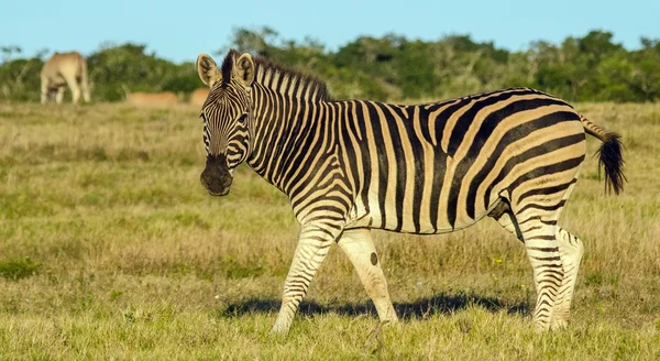 Zebra em África do Sul — Fotografia de Stock