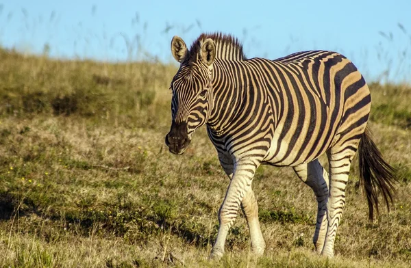 Güney Afrika 'da Zebra — Stok fotoğraf