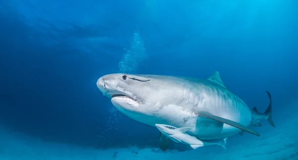 Тигровая акула во время подводного плавания — стоковое фото