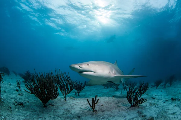 Tiburón Limón durante un buceo —  Fotos de Stock