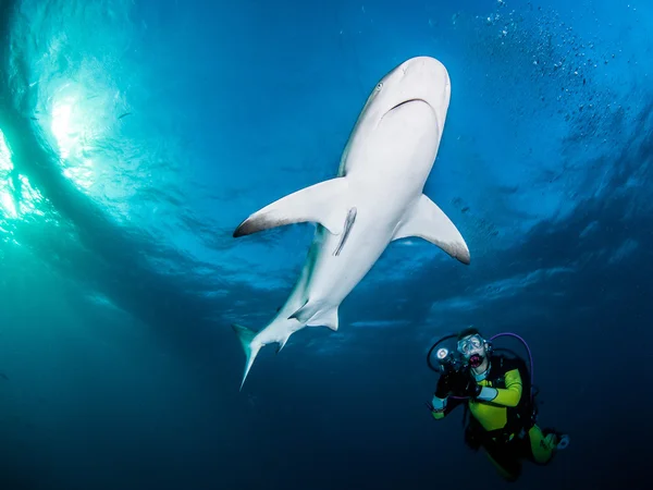 Requin de récif des Caraïbes — Photo