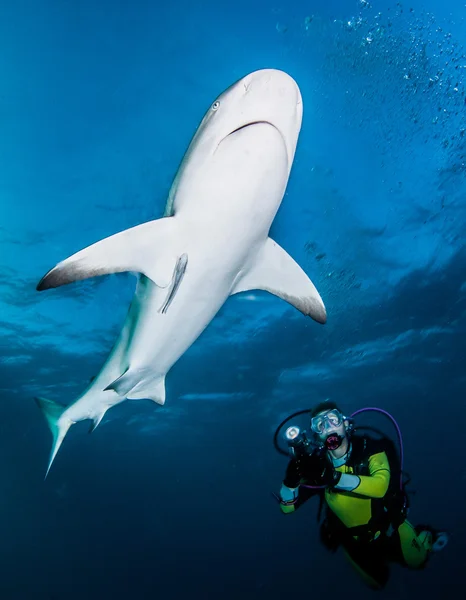 Requin de récif des Caraïbes — Photo