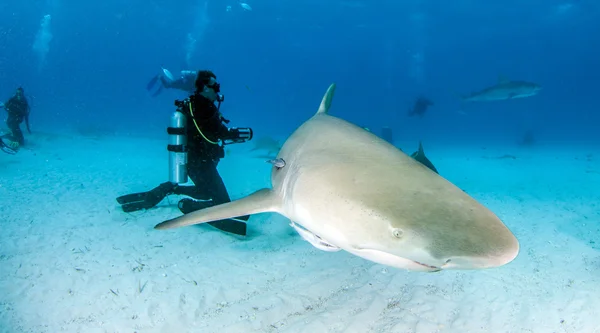 柠檬鲨在戴水肺潜水 — 图库照片