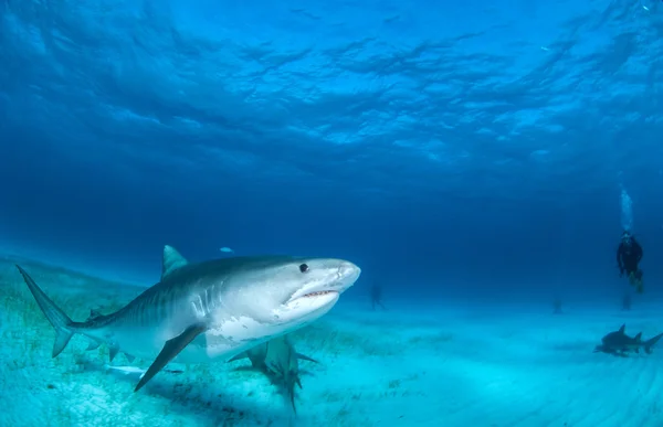 Tubarão tigre durante um mergulho — Fotografia de Stock