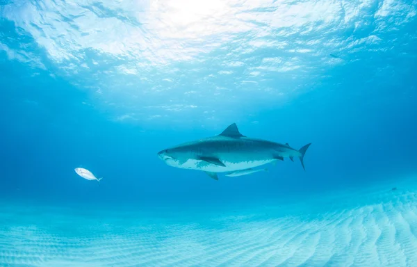 Requin tigre pendant une plongée sous-marine — Photo