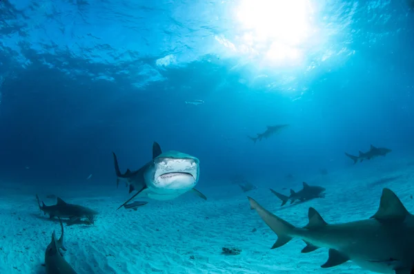 Kaplan köpekbalığı bir tüplü dalış sırasında