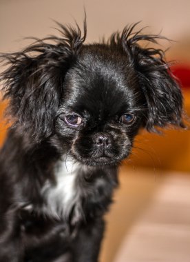 Genç Pekinli köpek