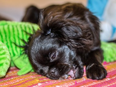 Genç Pekinli köpek