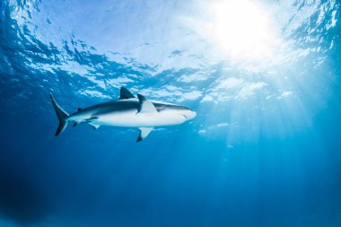 Karayip resif köpekbalığı
