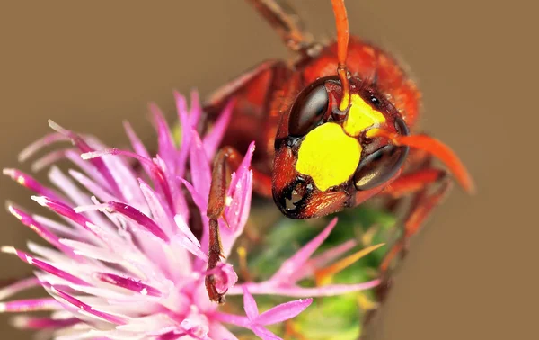 Vosa (Dolichovespula) portrét — Stock fotografie