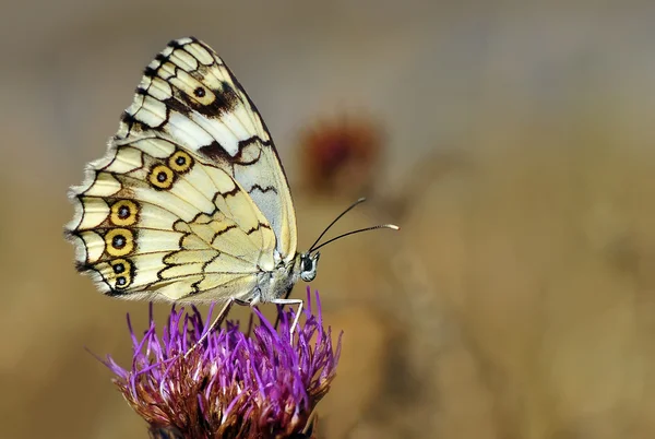 Vlinder — Stockfoto