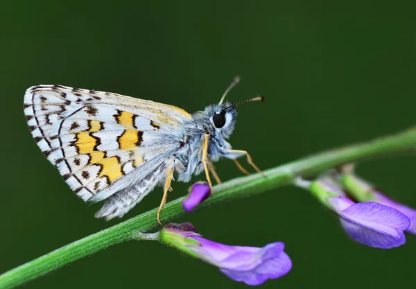 Schmetterling — Stockfoto