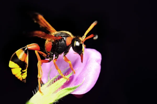 Mediaan wasp — Stockfoto