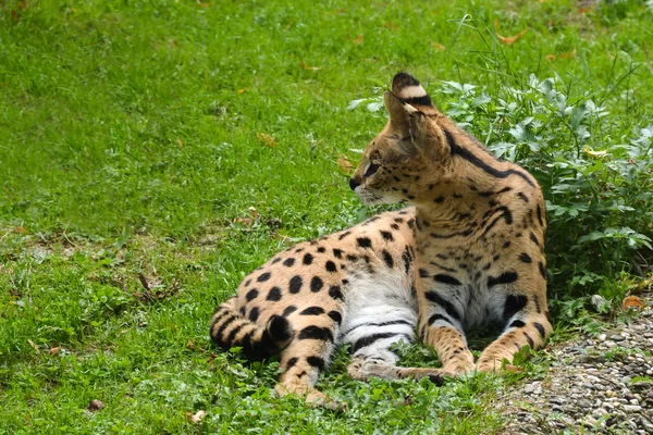 Wilde kat — Stockfoto