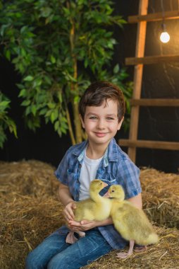 Portrait of a cute boy with goslings on his hands on the farm clipart