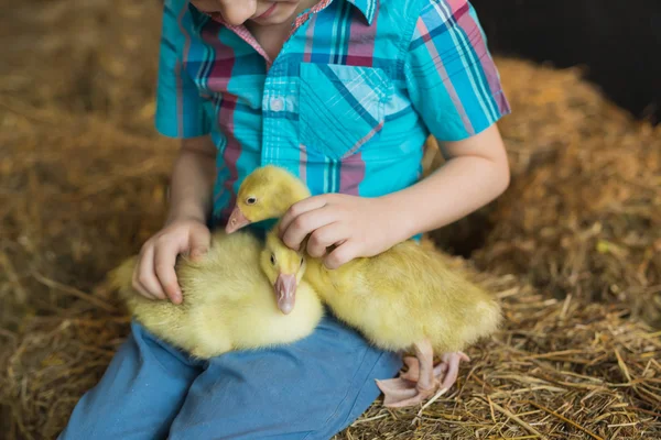 두 새끼 기러기는 다리에 앉아 작은 농장 소년 — 스톡 사진
