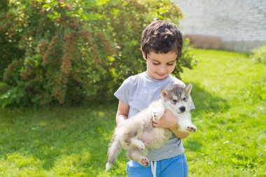 Sevimli küçük çocuk bir el bir husky yavrusu tutar.