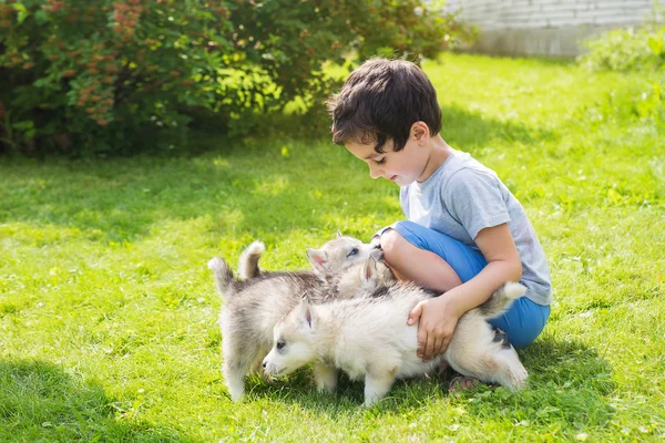 Little child strokes many husky puppies in outdoors — Stock Photo, Image