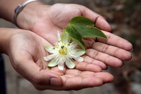 Hands holding passion fruit flower — Stock Photo, Image