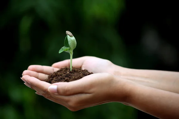 Planta jovem em mãos — Fotografia de Stock