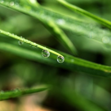 çiğ damlaları yakın çekim