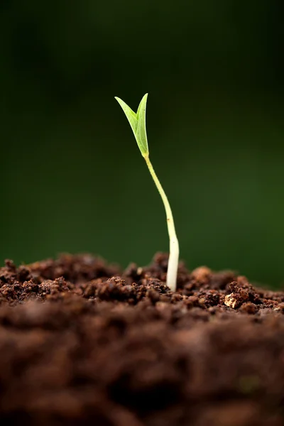 Crescimento das plantas - Novos começos — Fotografia de Stock