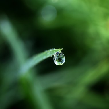 çiğ damlaları yakın çekim