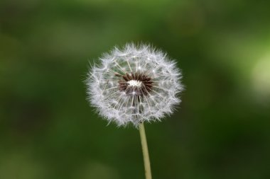 güzel Karahindiba çiçeği