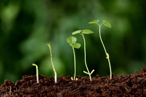 Crescimento das plantas - Novos começos — Fotografia de Stock