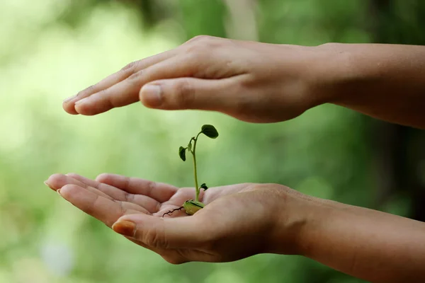 Mão segurando pequena planta — Fotografia de Stock