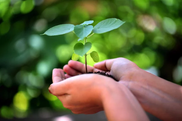 Mãos segurando planta jovem — Fotografia de Stock