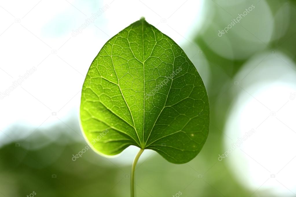 Closeup of green leaves