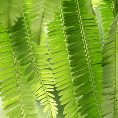 Arkaplan için yeşil yapraklar