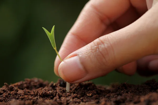 Crecimiento vegetal-Nuevos comienzos — Foto de Stock