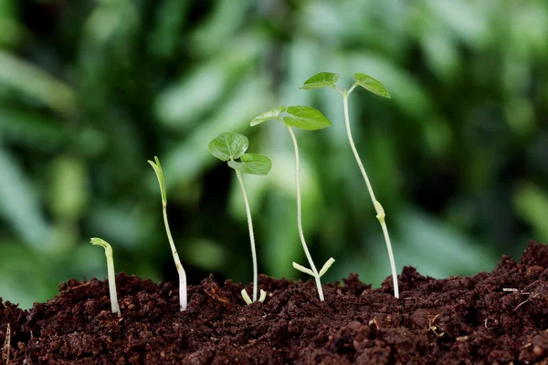 Crecimiento vegetal-Nuevos comienzos — Foto de Stock