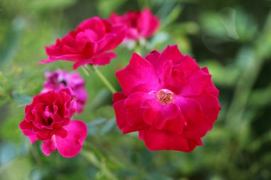 Bahçedeki pembe güller